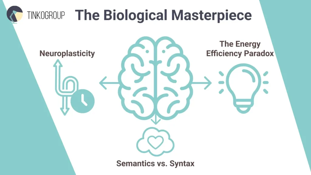 An infographic by Tinkogroup comparing the human brain to Artificial Intelligence. The "Biological Masterpiece" diagram illustrates Neuroplasticity, The Energy Efficiency Paradox, and Semantics vs. Syntax as the mind's unique advantages over silicon.